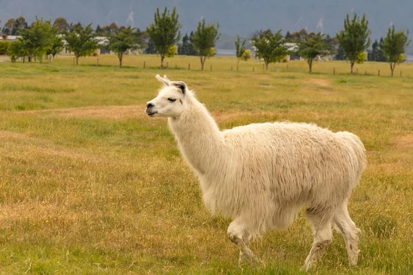 Bebé Blanco Alpaca Lento Caminar Sobre Vidrio Verde Seco Animal — Foto de Stock