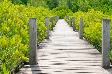 Tahta yeşil mangrov, doğal peyzaj arka plan giden yolu yürüyüş