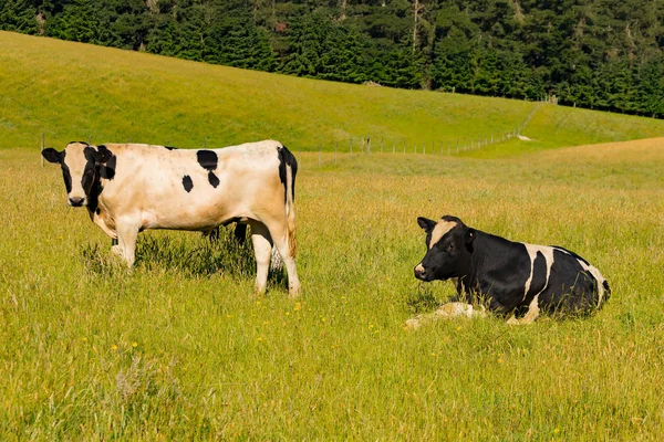 Vaca Granja Sobre Campo Vidrio Verde Largo Animal Granja — Foto de Stock