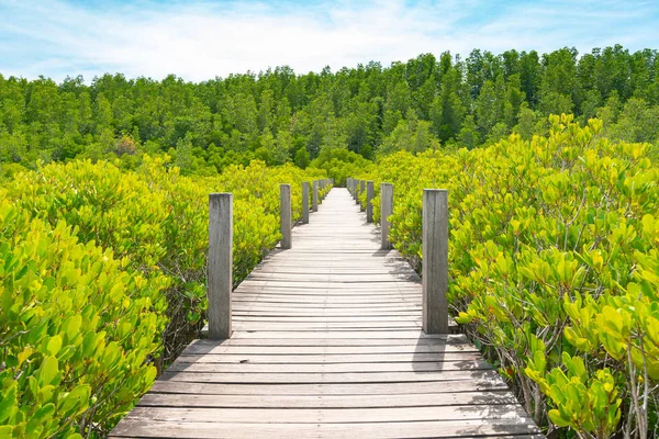 Houten Boardway Leidt Tot Natuurlijke Gebladerte Natuurlijke Landschap Achtergrond — Stockfoto