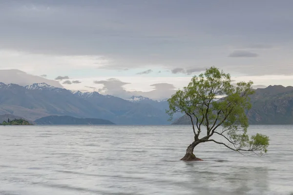 Árbol Solitario Lago Wanaka Isla Sur Nueva Zelanda Paisaje Natural —  Fotos de Stock