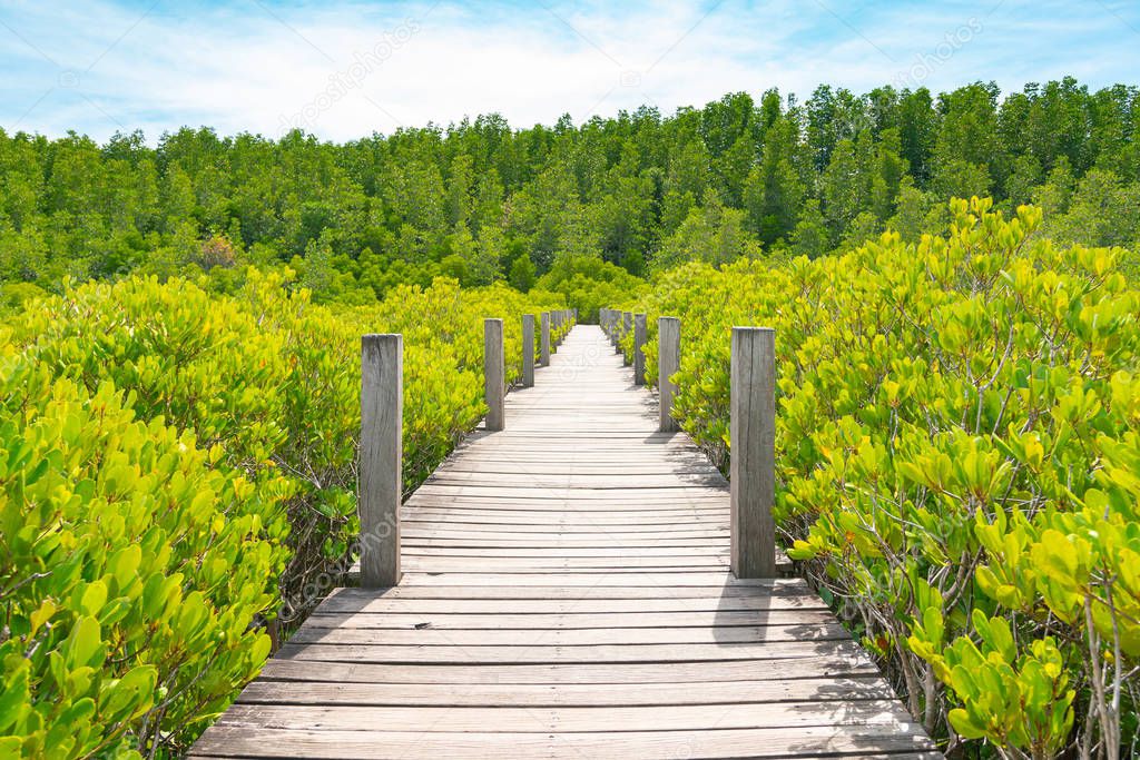 Wooden boardway leading to natural foliage, natural landscape background