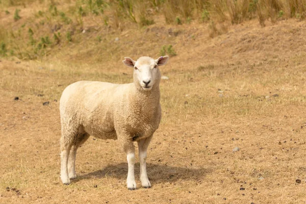 白い赤ちゃん羊 家畜の乾燥したガラスの上に立って見て — ストック写真