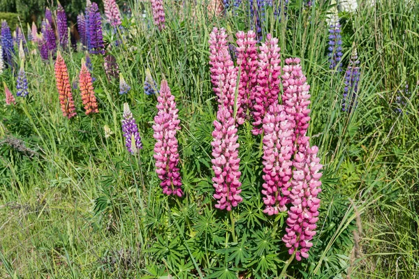 Lunpines Floración Completa Color Púrpura Temporada Otoño Paisaje Natural Nueva —  Fotos de Stock