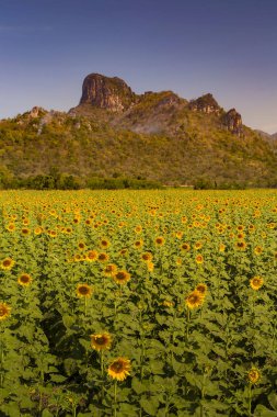 Tam çiçeklenme dağ arka plan ayçiçeği alanıyla