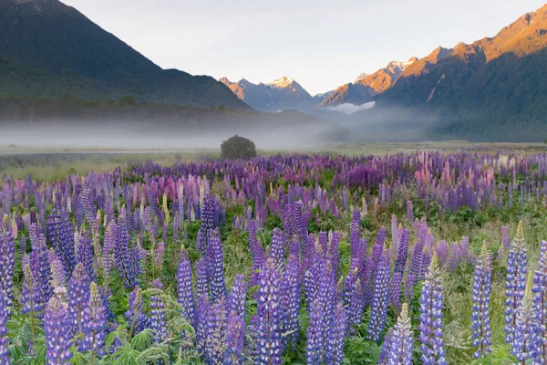 Beautiful full bloom lupine flower with mountain background, New Zealand natural landscape background