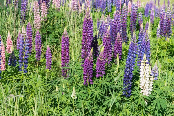 Tam Bloom Mor Çiçek Yakın Yukarı Yeni Zelanda Doğal Peyzaj — Stok fotoğraf