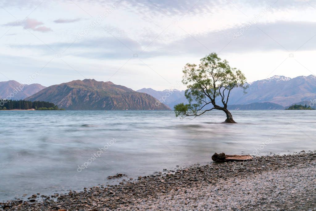 Stand alone Wanaka tree in water lake, New Zealand natural landscape background