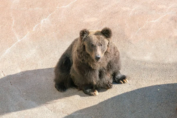 Schwarzbär Sitzt Wildtier Zoo — Stockfoto