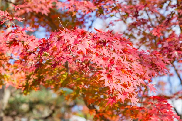 Schoonheid Rode Herfst Esdoorn Bladeren Boom — Stockfoto