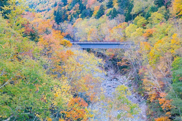 Árvore Caída Paisagem Natural Montanha Temporada Outono — Fotografia de Stock