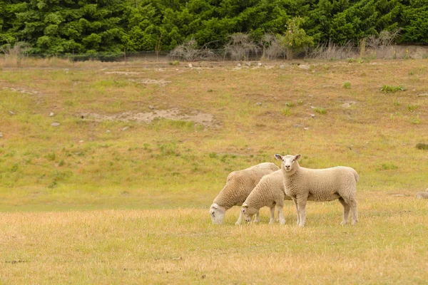 Noir Mignon Petit Mouton Sur Vert Ferme De Verre Animal Nouvelle Zelande Troupeau Agriculture Stock Photo Noir Mignon Petit Mouton Sur Vert Ferme De Verre Animal Nouvelle Zelande Troupeau Agriculture Stock Photo