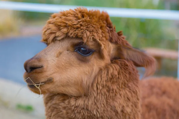 Bebe Brun Tete D Alpaga Mignon Animal De Ferme C Est Drole Heureux Stock Photo