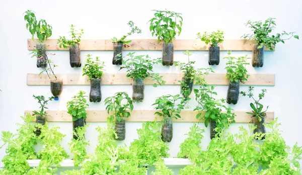 flower bed indoors on the wall 