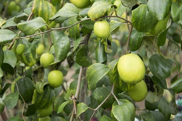 Ramas Árbol Con Frutas Manzana Mono — Foto de Stock