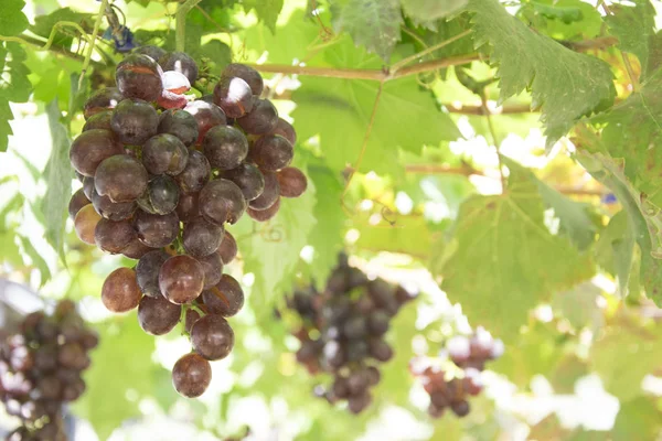 Takken Met Druiven Groeien Wijngaard Een Zonnige Dag — Stockfoto