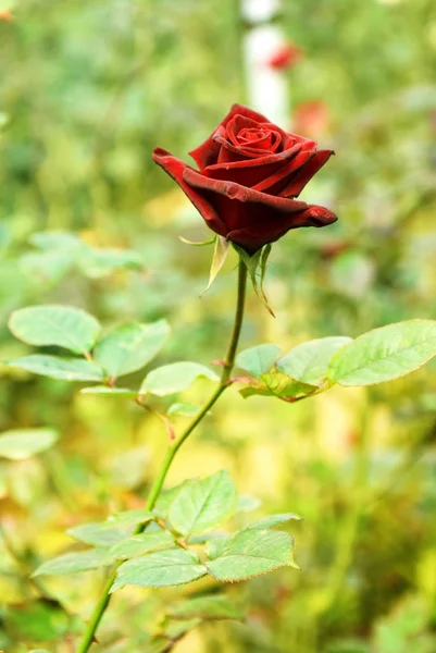 Όμορφο Κόκκινο Τριαντάφυλλο Στον Κήπο Στην Ηλιόλουστη Μέρα — Φωτογραφία Αρχείου