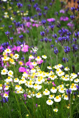 renkli güzel çiçekler bahçede büyüyen