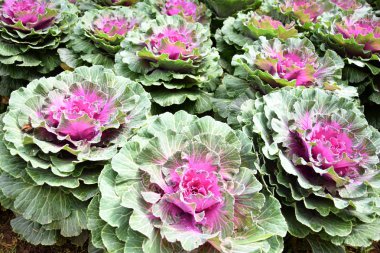 taze organik kırmızı lahana bahçesinde  