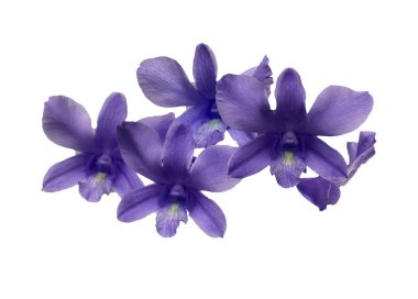 beyaz arkaplanda izole edilmiş mor orkide çiçekleri 