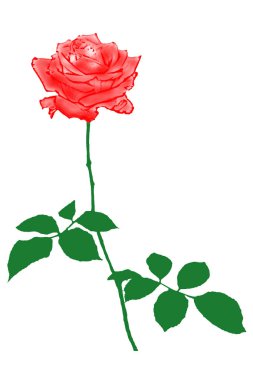 kırmızı gül beyaz arkaplanda izole