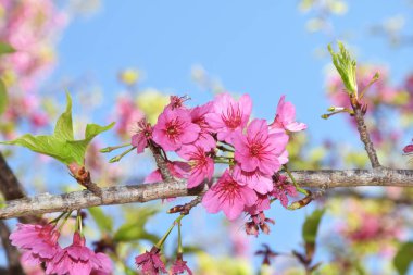 Pembe Sakura çiçeklerle Ang Khang, Chiangmai şubeler