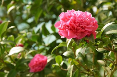 bahçede büyüyen güzel pembe çiçekler