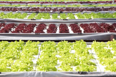 Taze marul hydroponics sistemi sera içinde büyüyen 