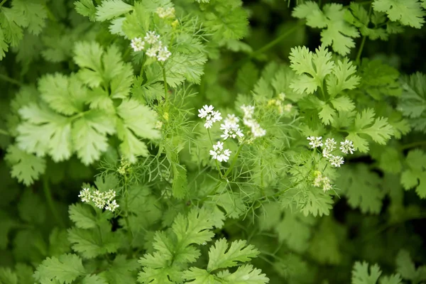 Flores Cilantro Verde Granja Crecimiento — Foto de Stock