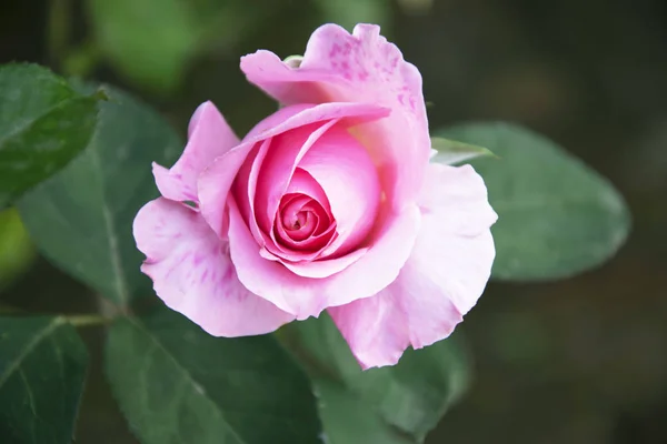 beautiful pink rose in garden at sunny day