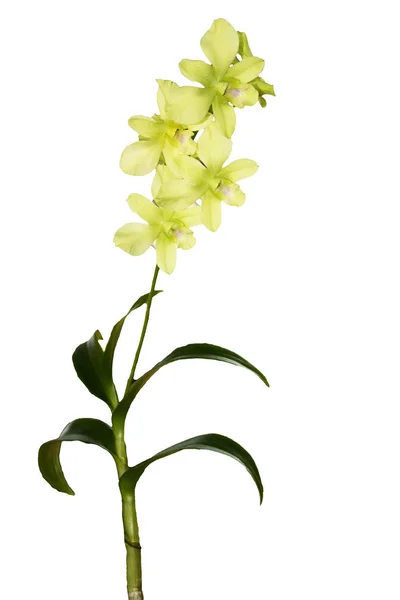 Orchidej Větev Žlutými Květy Izolovaných Bílém Pozadí — Stock fotografie