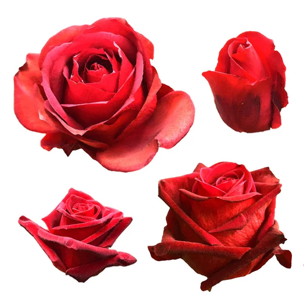 Set Rose Rosse Isolate Sfondo Bianco — Foto Stock