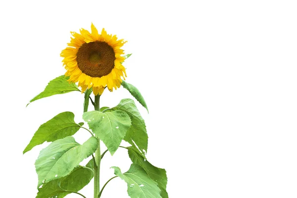 Hermoso Girasol Amarillo Aislado Sobre Fondo Blanco — Foto de Stock