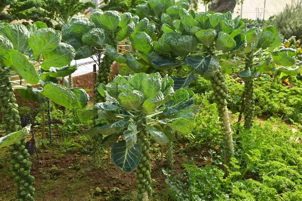 Brotes Bruselas Plantas Huerta — Foto de Stock