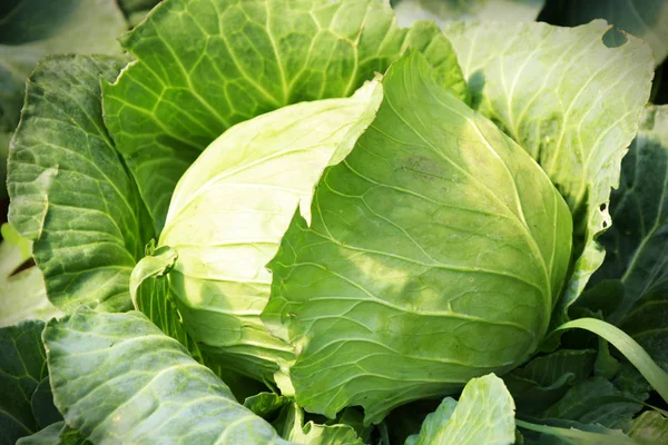 Choux Frais Dans Potager Gros Plan — Photo