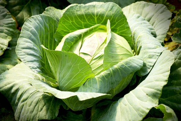 Fresh Cabbage Vegetable Garden Close — Stockfoto