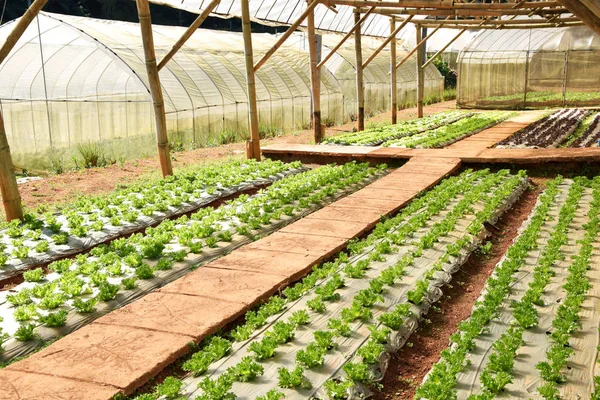 Fresh Lettuce Growing Hydroponics System Greenhouse — 스톡 사진