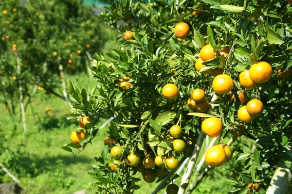 在阳光明媚的日子里 有新鲜橘子的树枝 — 图库照片