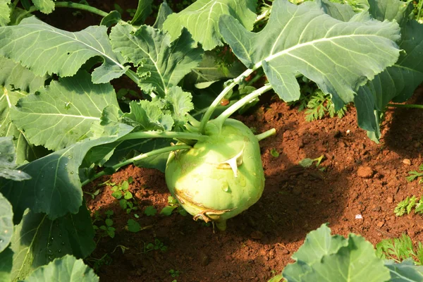 Kohlrabi Растет Саду Солнечный День — стоковое фото