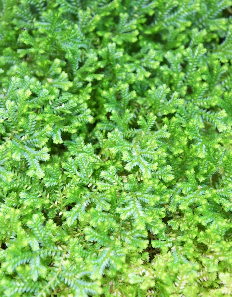 Fresh Green Moss Background Close — Stock Photo, Image