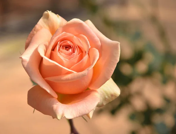 Όμορφο Πορτοκαλί Τριαντάφυλλο Στον Κήπο Την Ηλιόλουστη Μέρα — Φωτογραφία Αρχείου