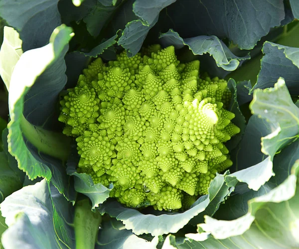 Romanesco Broccoli Vegetable Garden Close — Stock Photo, Image
