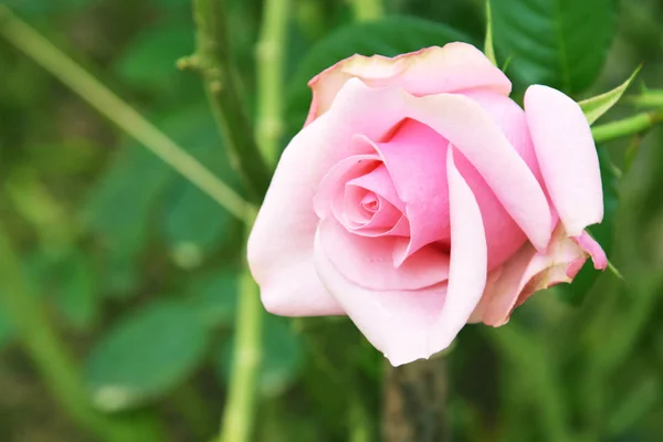Rosa Hermosa Jardín Día Soleado — Foto de Stock
