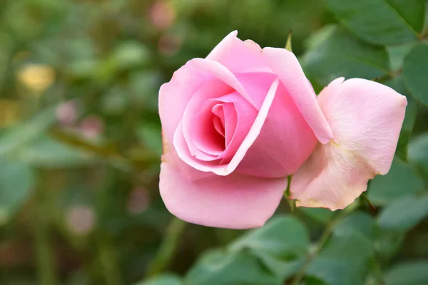 Schöne Rosa Rose Garten Sonnigem Tag — Stockfoto