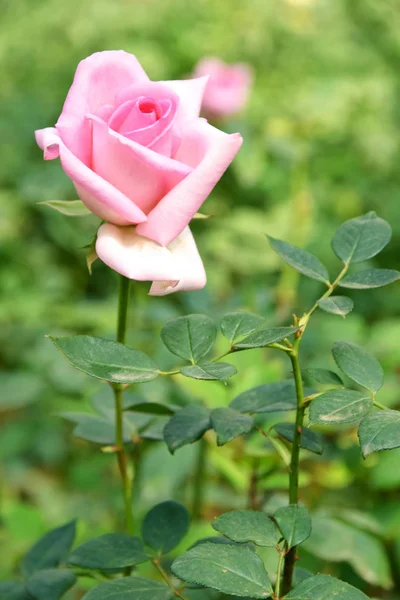 Όμορφο Ροζ Τριαντάφυλλο Στον Κήπο Στην Ηλιόλουστη Μέρα — Φωτογραφία Αρχείου