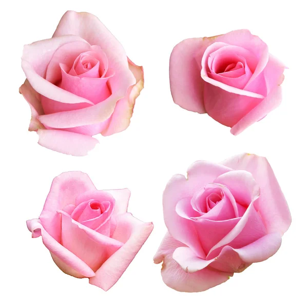 Conjunto Rosas Rosa Isoladas Sobre Fundo Branco — Fotografia de Stock