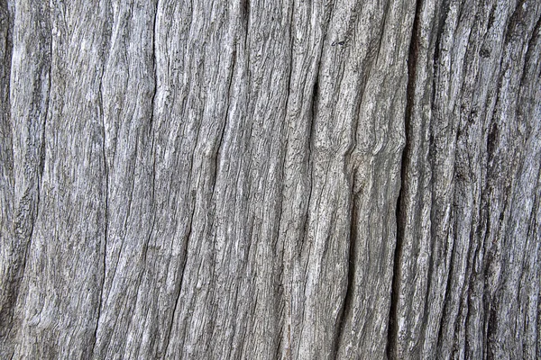Текстура Фону Дерева — стокове фото