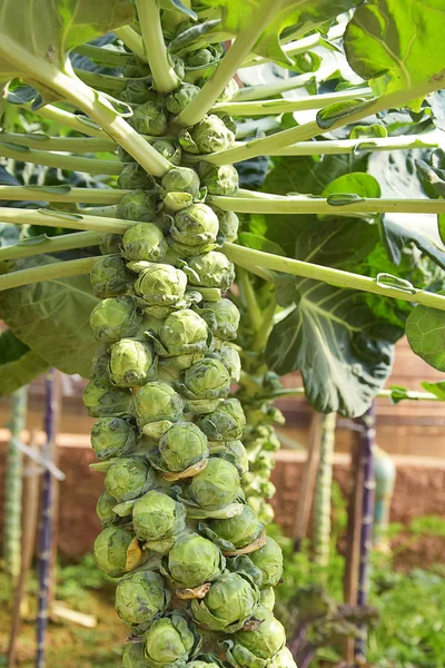 Brotes Bruselas Plantas Huerta —  Fotos de Stock