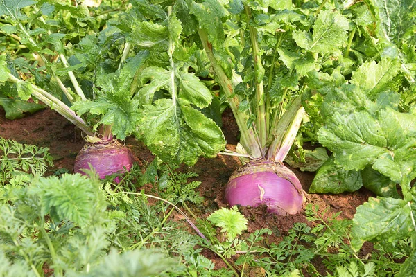 Turp kapatın bahçede büyüyen