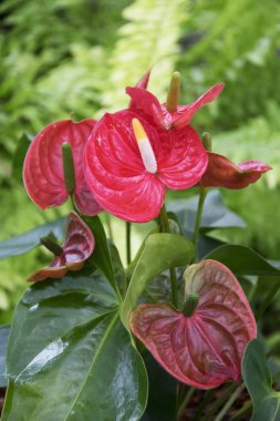 Kırmızı Spadix Çiçek bahçesinde